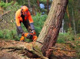 Best Storm Damage Tree Cleanup  in Placentia, CA