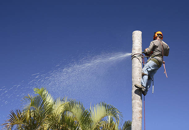 How Our Tree Care Process Works  in  Placentia, CA